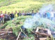 TNI Kodim 0113/Gayo Lues Musnahkan Tiga Hektare Ladang Ganja di Pegunungan Ekan