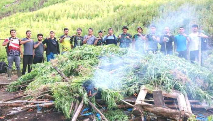 TNI Kodim 0113/Gayo Lues Musnahkan Tiga Hektare Ladang Ganja di Pegunungan Ekan