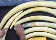 Bareskrim Bongkar Penyelundupan Gading Gajah-Patung Ukiran Senilai Rp. 2,3 M
