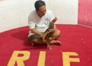 GEMAH Bongkar Dugaan Pemerasan Anggota DPRD DKI Untuk Judi Sabung Ayam
