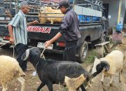 Meski Laku Banyak, Penjual Kambing di Undaan Kudus Ini Ngaku Penjualan Menurun
