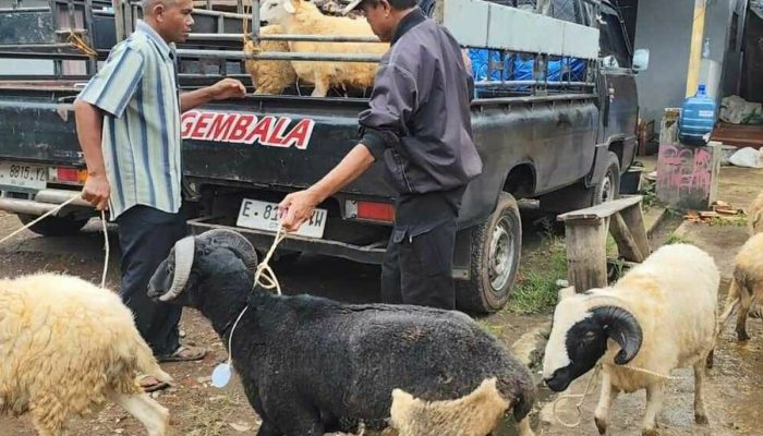Meski Laku Banyak, Penjual Kambing di Undaan Kudus Ini Ngaku Penjualan Menurun