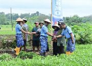 Kompi Pangan Lanud Adi Soemarmo Berhasil Panen 250 Kilogram Kangkung
