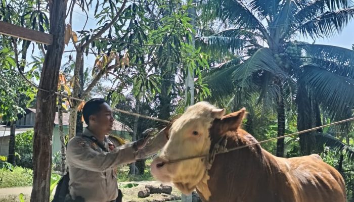 Sapi Milik Bhabinkamtibmas Terpilih Jadi Hewan Kurban Presiden Prabowo di Indragiri Hulu