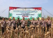 Polres Lebak Polda Banten dampingi Petani Panen Raya Jagung Serentak Kuartal II Dalam Rangka Mendukung Swasembada Pangan