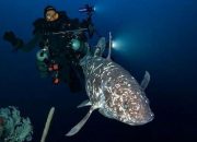 Ikan Purba Manado Kembali Ditemukan di Perairan Maluku Utara