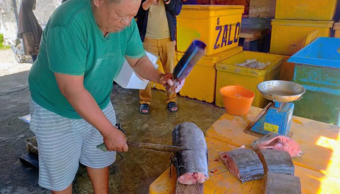 Ikan Blue Marlin Jadi Primadona di Kabupaten Pesisir Barat Lampung