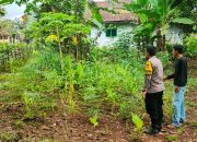 Dukung Astacita Dan Poliran, Polsek Curugbitung Polres Lebak Laksanakan Pengecekan ke Lahan Perkebunan Jagung dan Perkarangan Bergizi