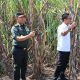 Keterlibatan TNI Dalam Proses Swasembada Gula Nasional