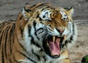 Hari Harimau Internasional, ini fakta menarik yang jarang diketahui