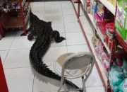 Buaya Masuk Minimarket di Taliabu, Maluku Utara, Bikin Warga Heboh