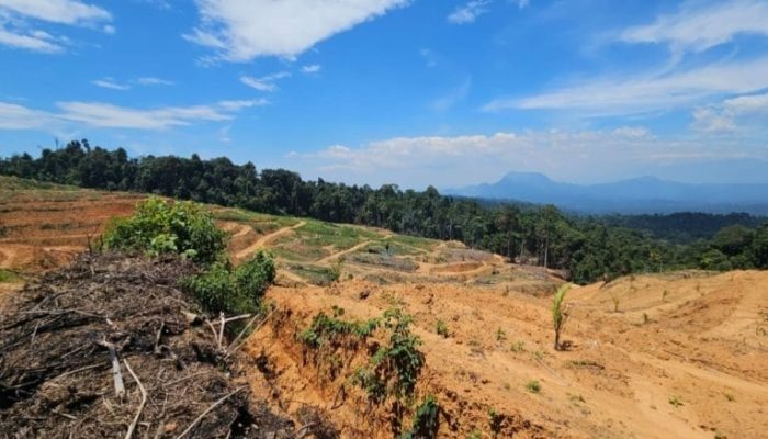 Puluhan Hektar hutan Lindung diduga di Jual Prangkat Desa Alu Gandai