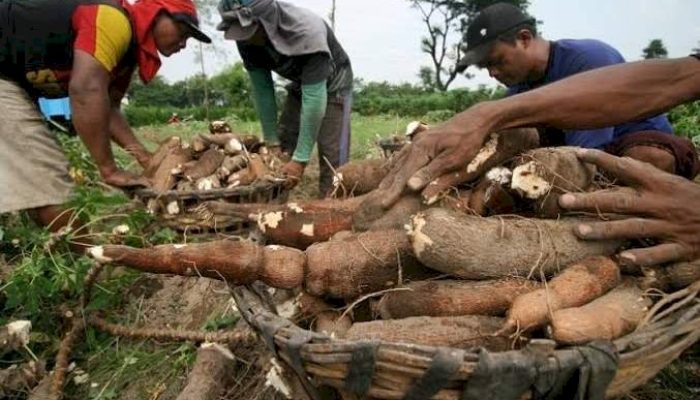 Gubernur Mirza Perjuangkan Aspirasi Petani Singkong Lampung