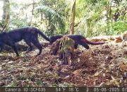 Macan Kumbang Punya Anak Macan Tutul di Karawang