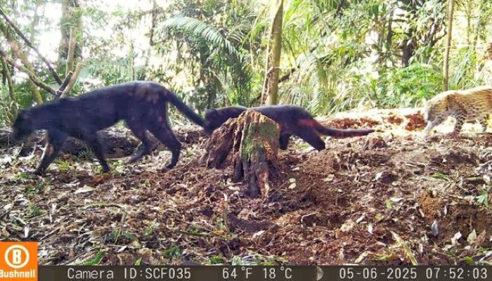 Macan Kumbang Punya Anak Macan Tutul di Karawang
