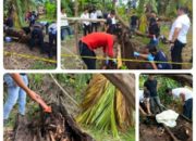 Misteri Tulang Dalam Pohon Aren, Terus Didalami Tim Reskrim Polres dan Polsek Firdaus, Menunggu Hasil Test DNA