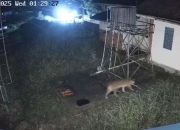Anak Harimau Sumatera Masuk Kantor BRIN Agam