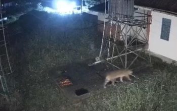 Anak Harimau Sumatera Masuk Kantor BRIN Agam