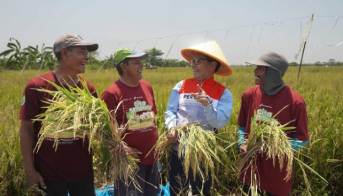 Dukung Swasembada Pangan Nasional, Pertagas Lakukan Panen Raya di Sidoarjo