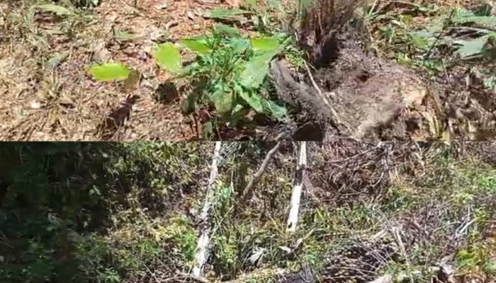 ‎Dugaan Aksi Sewenang-wenang Kakon Datar Lebuay, Mata Pencaharian Warga Terancam