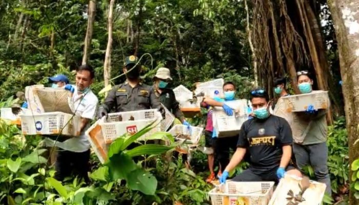 458 Burung Hasil Penindakan Dilepas Liarkan di Kaki Gunung Rajabasa   
