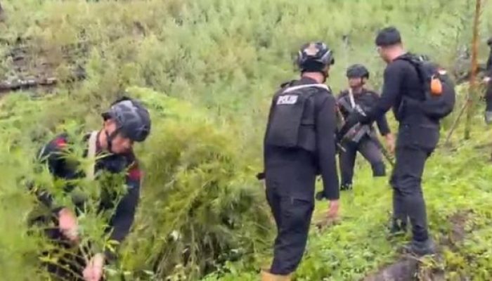 Ladang Ganja Seluas 51,75 Ha di Aceh Digrebek 