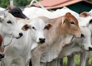 Prabowo Instruksikan Buka Peternakan Sapi 500.000 Hektare Atasi Kelangkaan Susu MBG