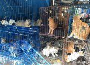 Pergub Larangan Perdagangan Daging Anjing dan Kucing Berlaku 24 November 2025