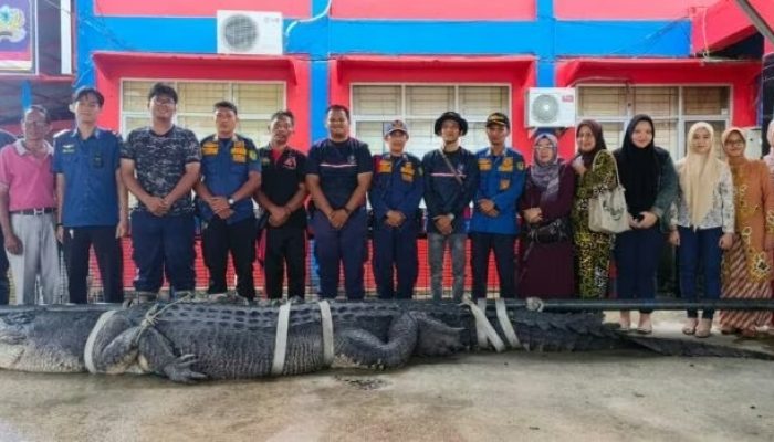 Buaya Super Berat Mencapai 1 Ton Ditangkap Warga