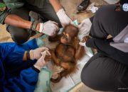Bayi Orangutan Diselamatkan dari Lokasi Tambang