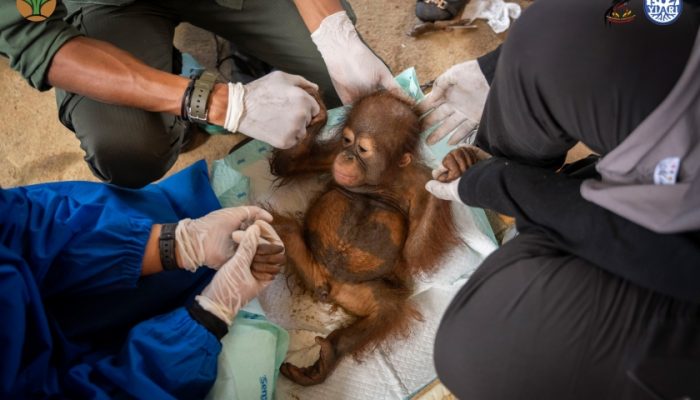 Bayi Orangutan Diselamatkan dari Lokasi Tambang