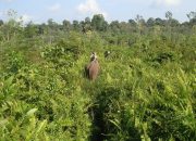 BPN / ATR Batalkan 1.040 SHM di Tesso Nilo, Lahan Dikembalikan Jadi Kawasan Hutan