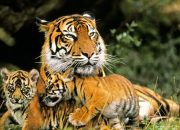 Populasi Harimau Sumatera Kembali Tumbuh