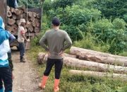 KPH Tanah Laut Amankan Puluhan Batang Kayu Hasil Penebangan Ilegal