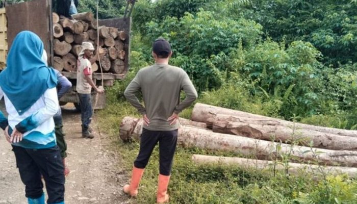 KPH Tanah Laut Amankan Puluhan Batang Kayu Hasil Penebangan Ilegal