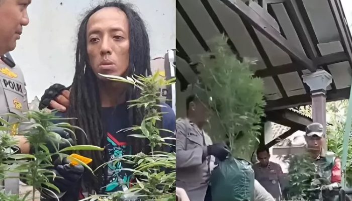 Tersangka Tanam Ganja di Jombang Akui Beli Bibit Ganja di U K