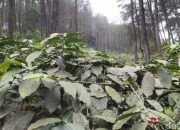Hujan Ekstrem dan Kerusakan Hutan Mempercepat Terjadinya Banjir di Cililin dan Bandung Selatan