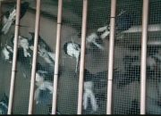 Gagalkan Penyelundupan Dini Hari, Karantina Kalbar Amankan 705 Ekor Burung Ilegal