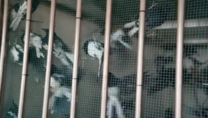 Gagalkan Penyelundupan Dini Hari, Karantina Kalbar Amankan 705 Ekor Burung Ilegal