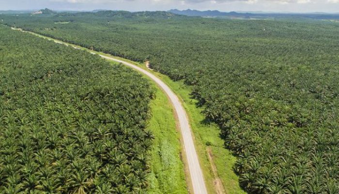 Jutaan Hektar Kebun Sawit Sitaan ‘Diputihkan’ Demi BUMN