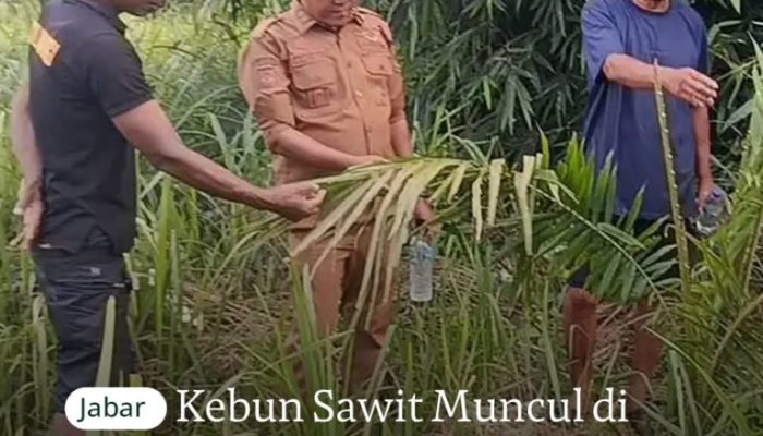 Skandal Kebun Sawit Ilegal di Bukit Cigobang: Serobot Hutan Penyangga, Gubernur Dedi Mulyadi Berang