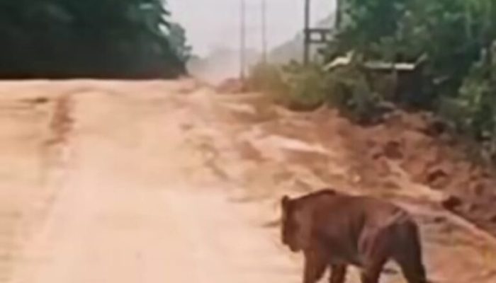 Harimau Sumatera Melintas di Jalan Zamrud Siak, BBKSDA Riau Turunkan Tim