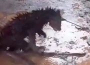 Binturong Langka Terluka Ditemukan di Permukiman Pandeglang