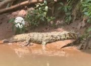 Buaya Bernama ‘Lisa’ Gegerkan Warga, Lurah di Depok Ajak Pecinta Reptil Bantu Evakuasi