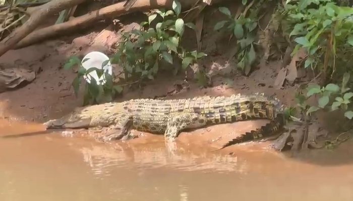 Buaya Bernama ‘Lisa’ Gegerkan Warga, Lurah di Depok Ajak Pecinta Reptil Bantu Evakuasi