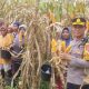 Polsek Rumpin Panen Jagung Hibrida 5.000 Meter Persegi, Dukung Ketahanan Pangan Asta Cita