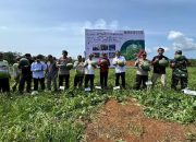 ‎Eks Napiter Binaan Densus 88 Bengkulu Panen 20 Ton Semangka