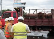 Pemprov Jakarta Terima 3.100 Ekor Sapi Impor dari Australia