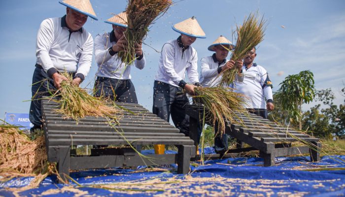 Marinir Panen 17 Ton Padi di Sidoarjo, Perkuat Pangan TNI AL