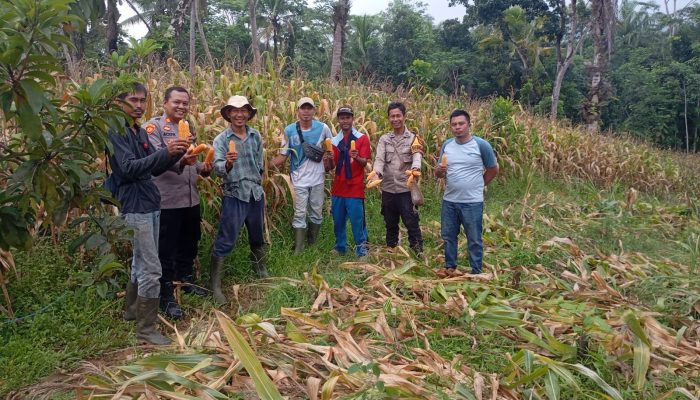‎Dukung Ketahanan Pangan Nasional, Polsek Panggarangan Polres Lebak Gelar Panen Raya Jagung Hibrida